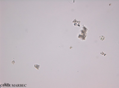 phyto/Thau_Lagoon/THAU_station1/OSU_plancton 2013/Monosiga marina (40x -140220)(copy)_thumb.jpg